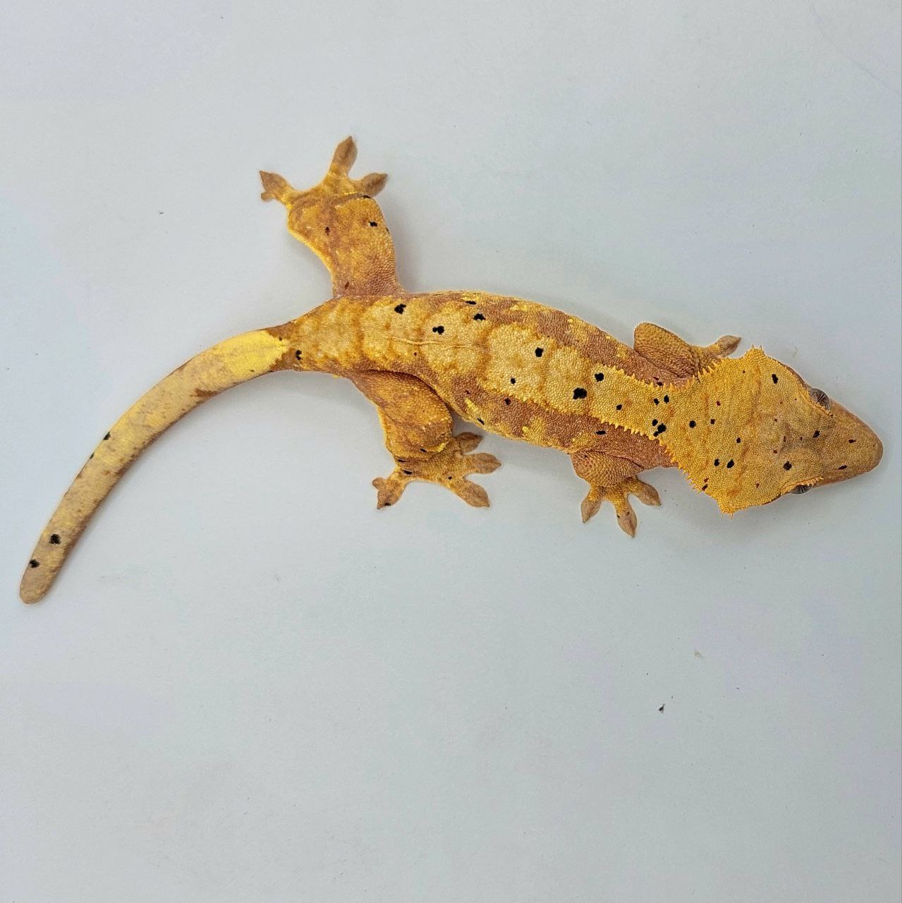 Gecko crestado – Correlophus ciliatus