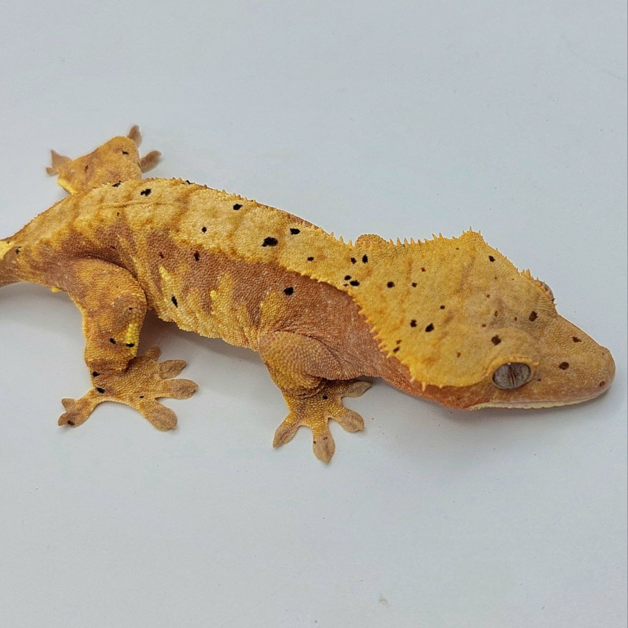 Gecko crestado – Correlophus ciliatus