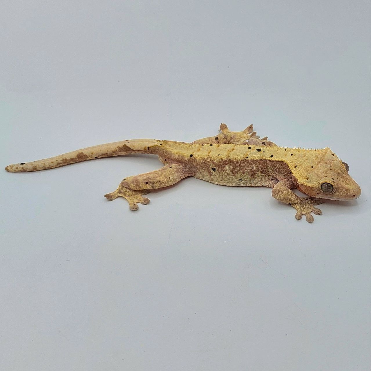 Gecko crestado – Correlophus ciliatus
