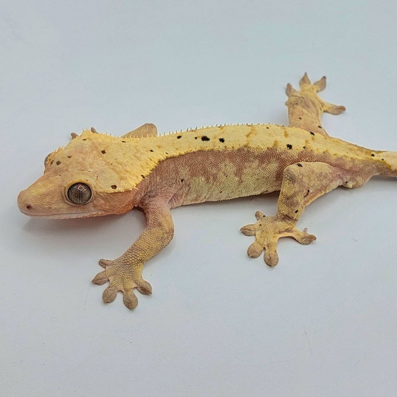 Gecko crestado – Correlophus ciliatus