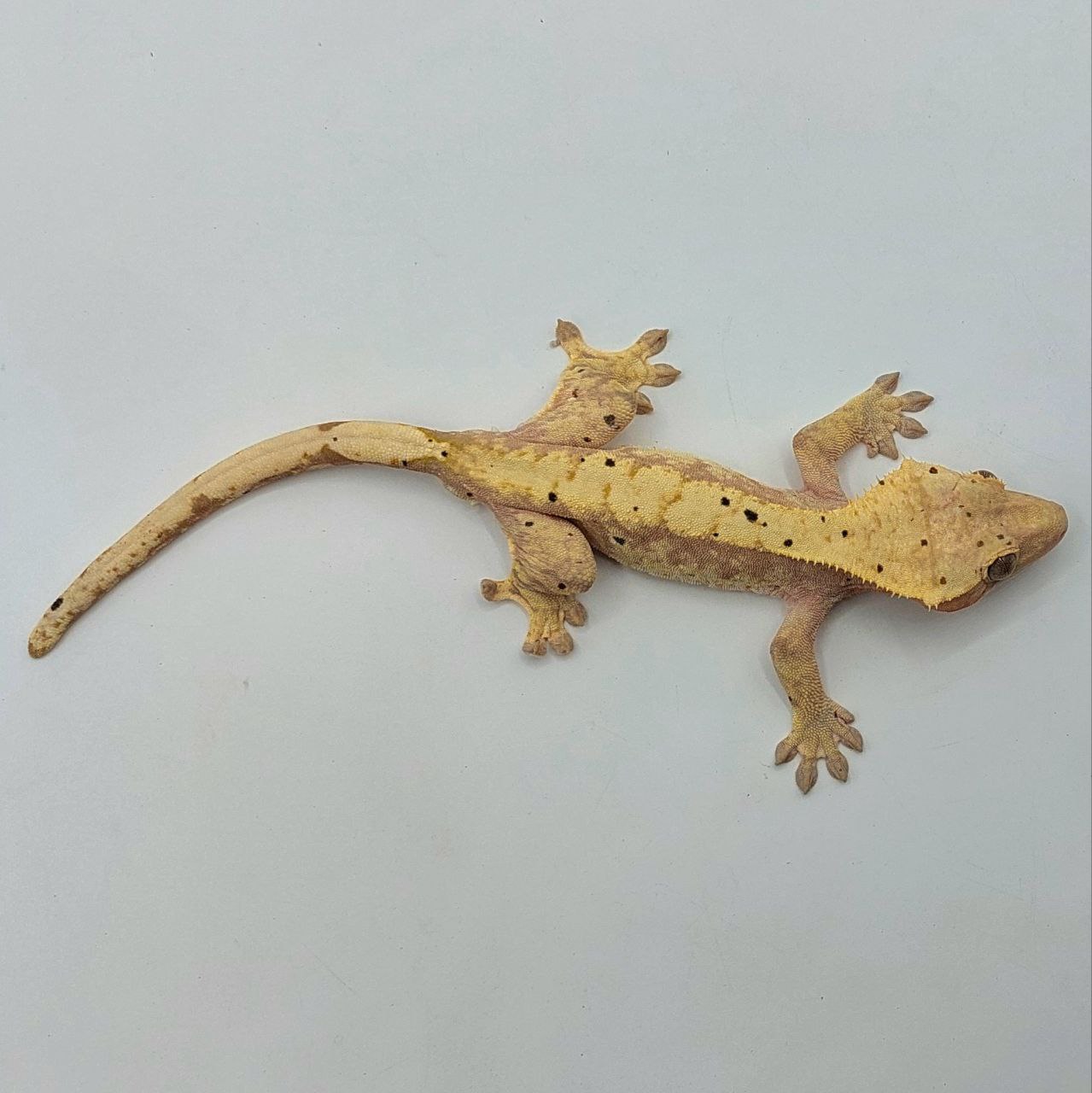Gecko crestado – Correlophus ciliatus