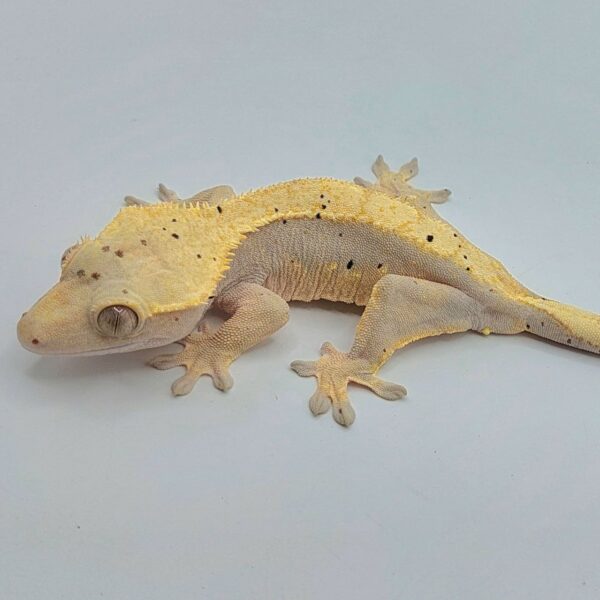 Gecko crestado – Correlophus ciliatus
