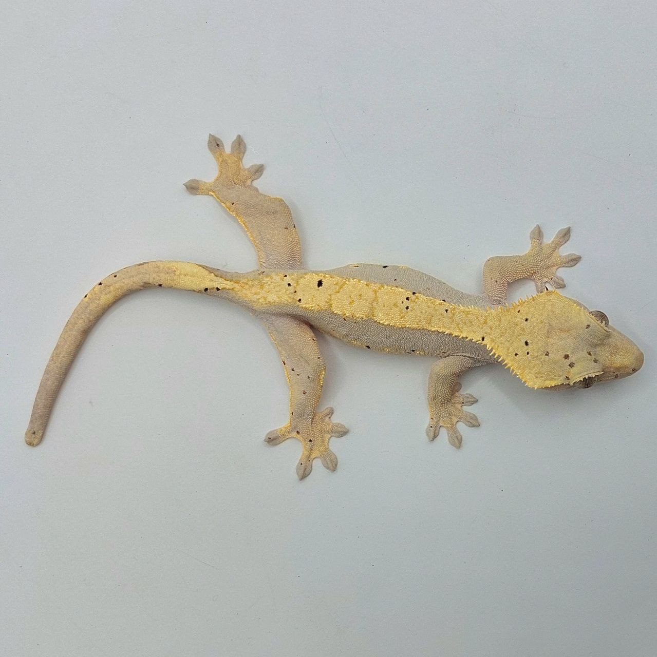 Gecko crestado – Correlophus ciliatus