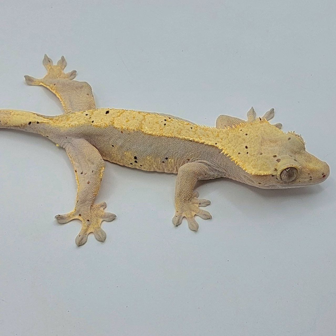 Gecko crestado – Correlophus ciliatus