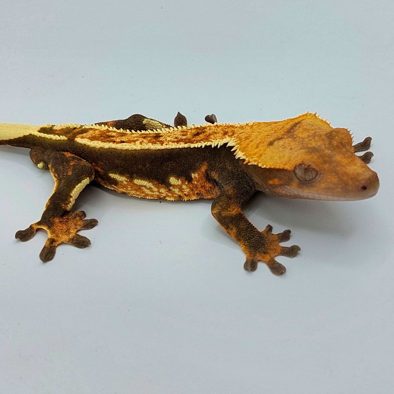 Gecko crestado – Correlophus ciliatus