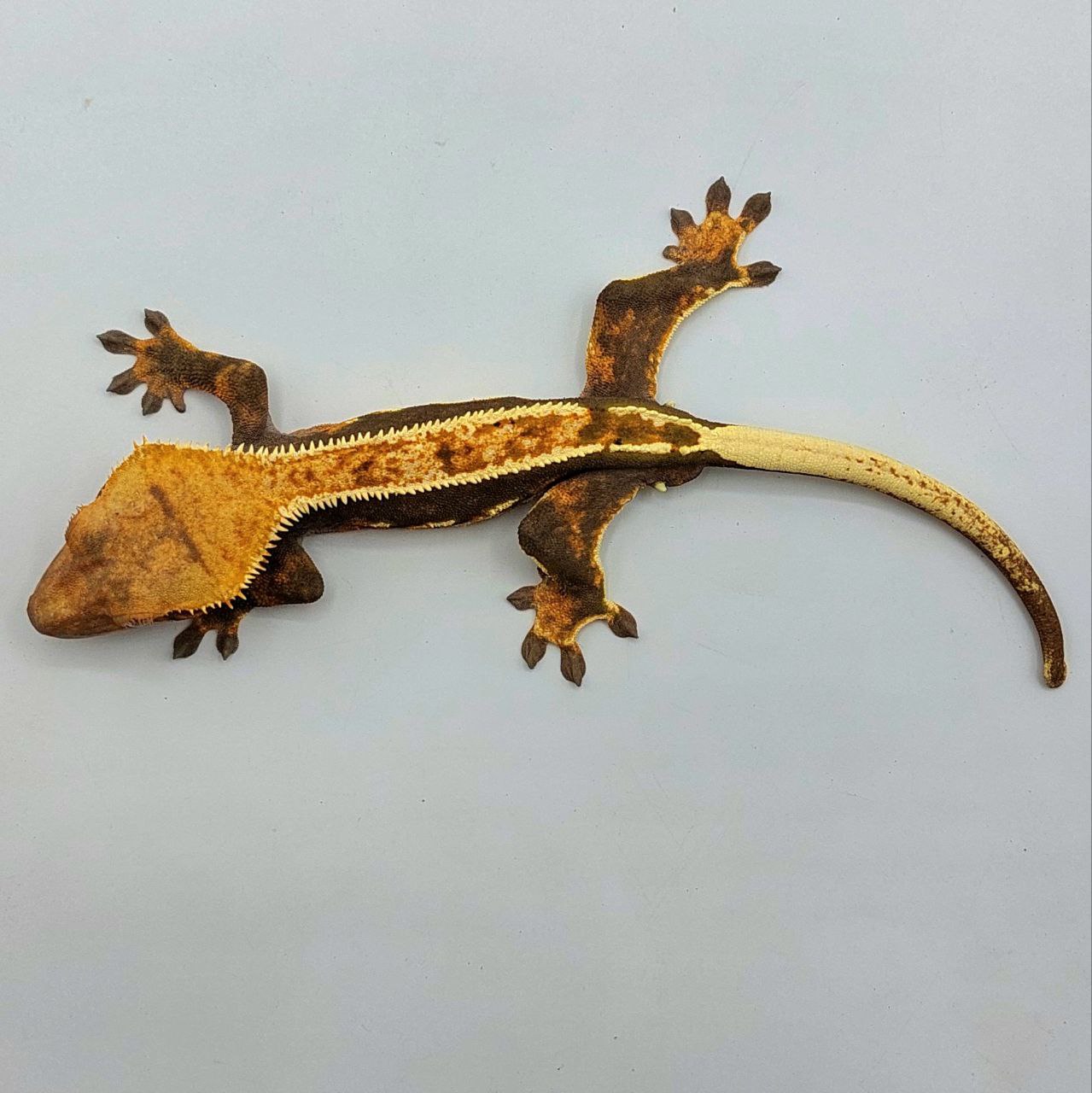 Gecko crestado – Correlophus ciliatus