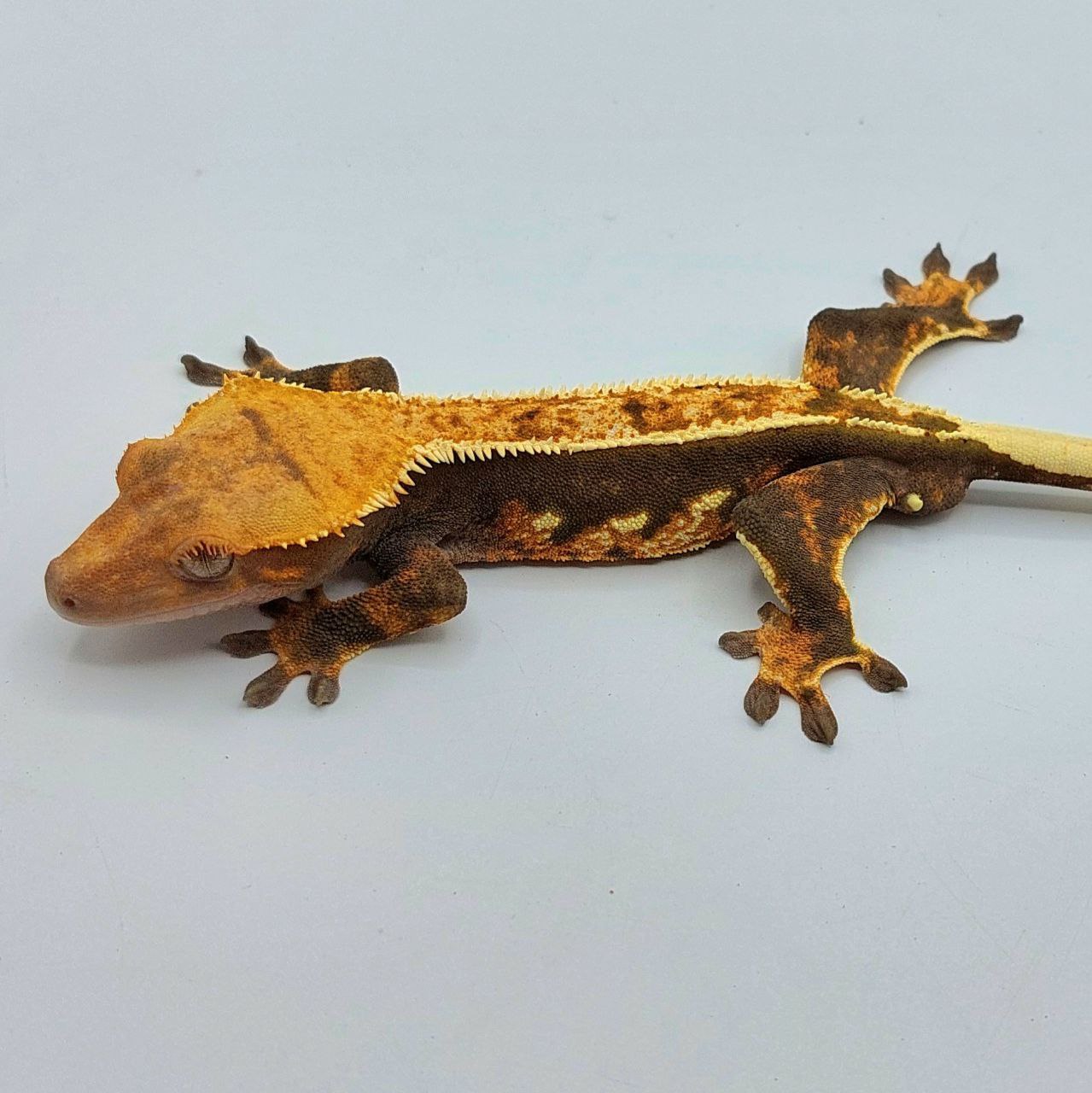 Gecko crestado – Correlophus ciliatus
