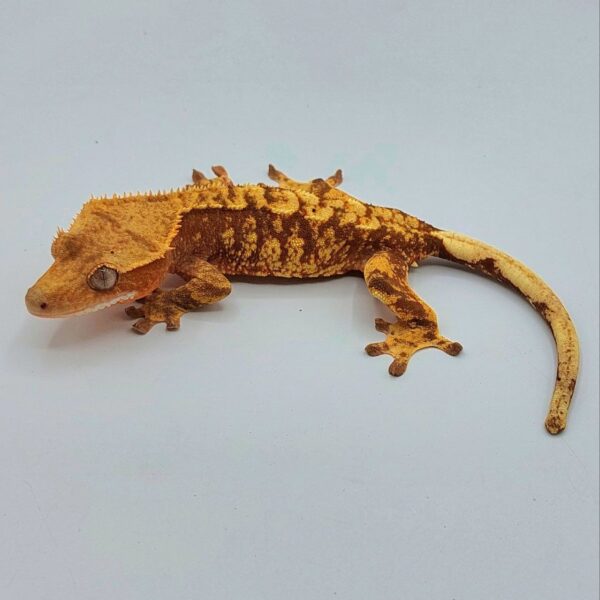 Gecko crestado – Correlophus ciliatus
