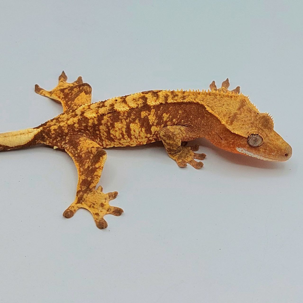 Gecko crestado – Correlophus ciliatus
