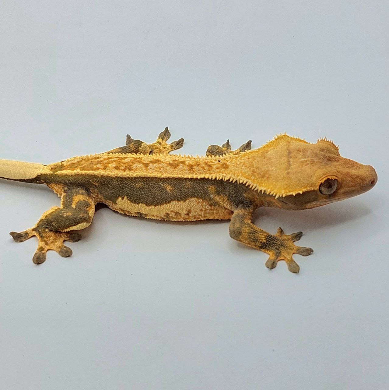 Gecko crestado – Correlophus ciliatus