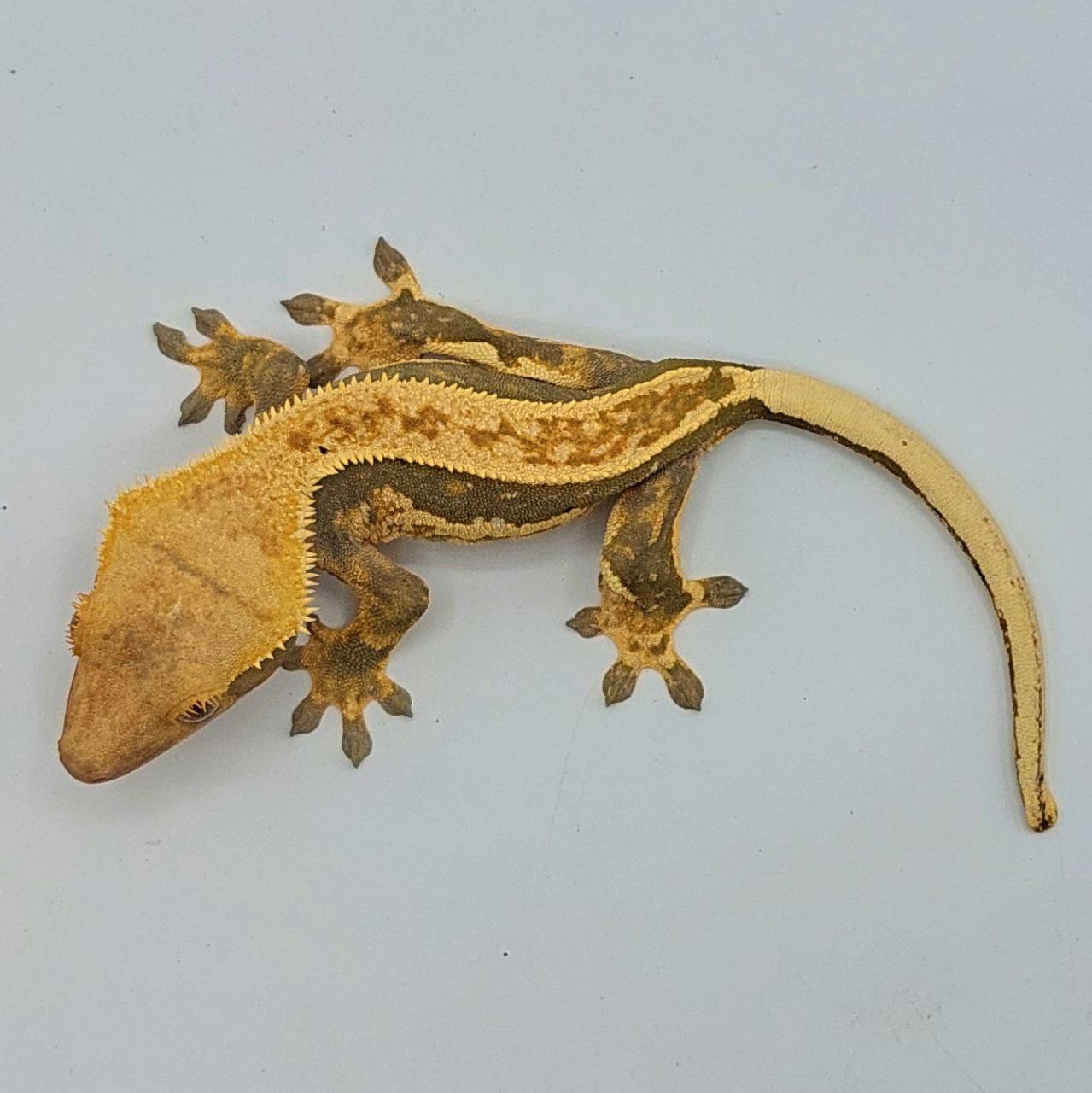 Gecko crestado – Correlophus ciliatus