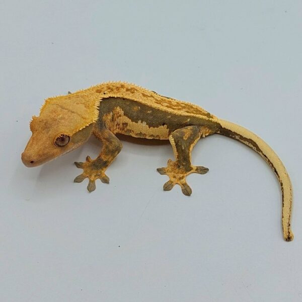 Gecko crestado – Correlophus ciliatus