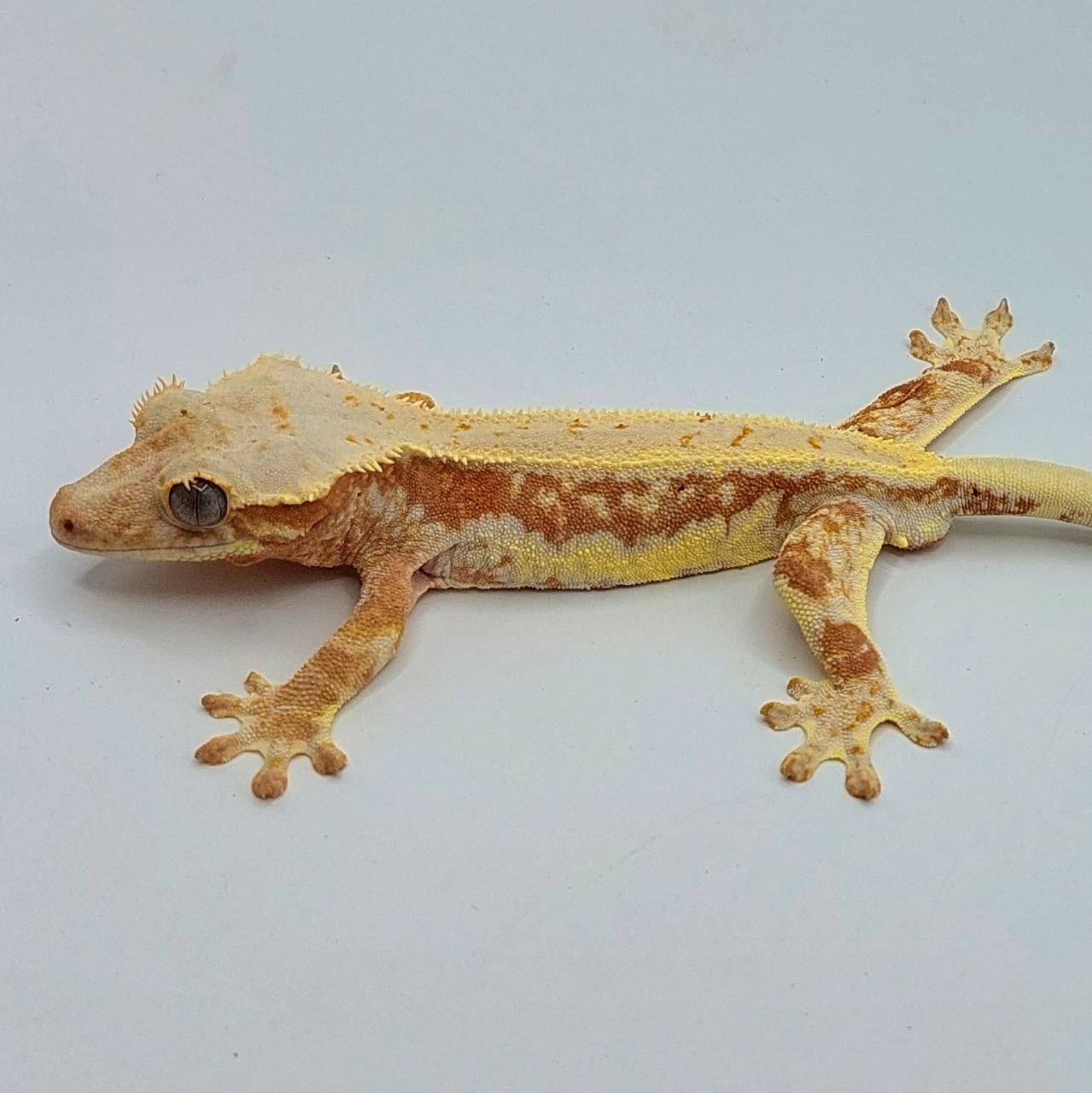 Gecko crestado – Correlophus ciliatus