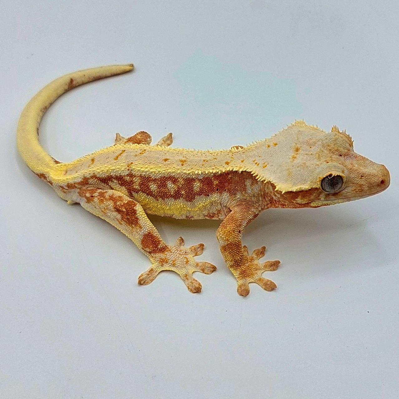 Gecko crestado – Correlophus ciliatus