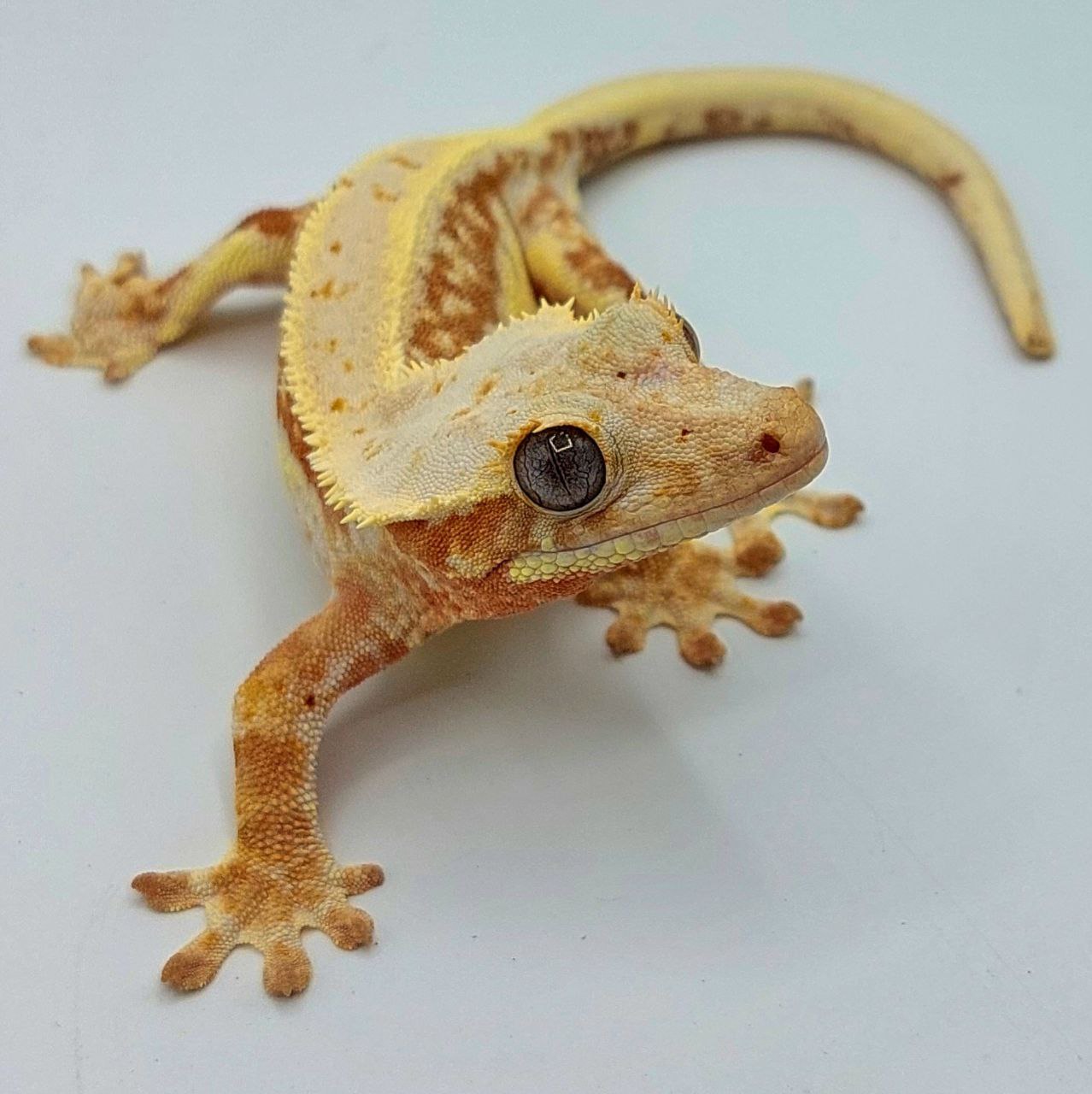Gecko crestado – Correlophus ciliatus
