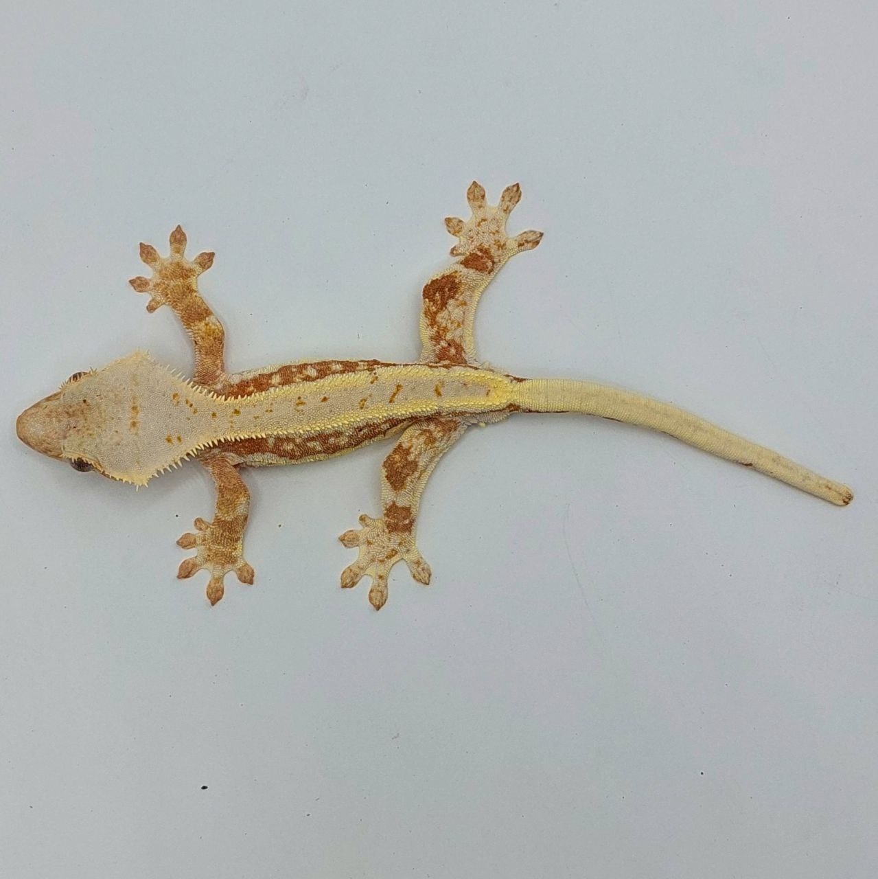 Gecko crestado – Correlophus ciliatus