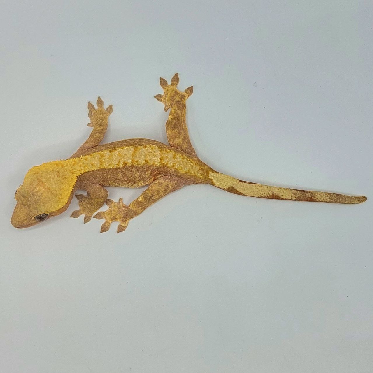 Gecko crestado – Correlophus ciliatus