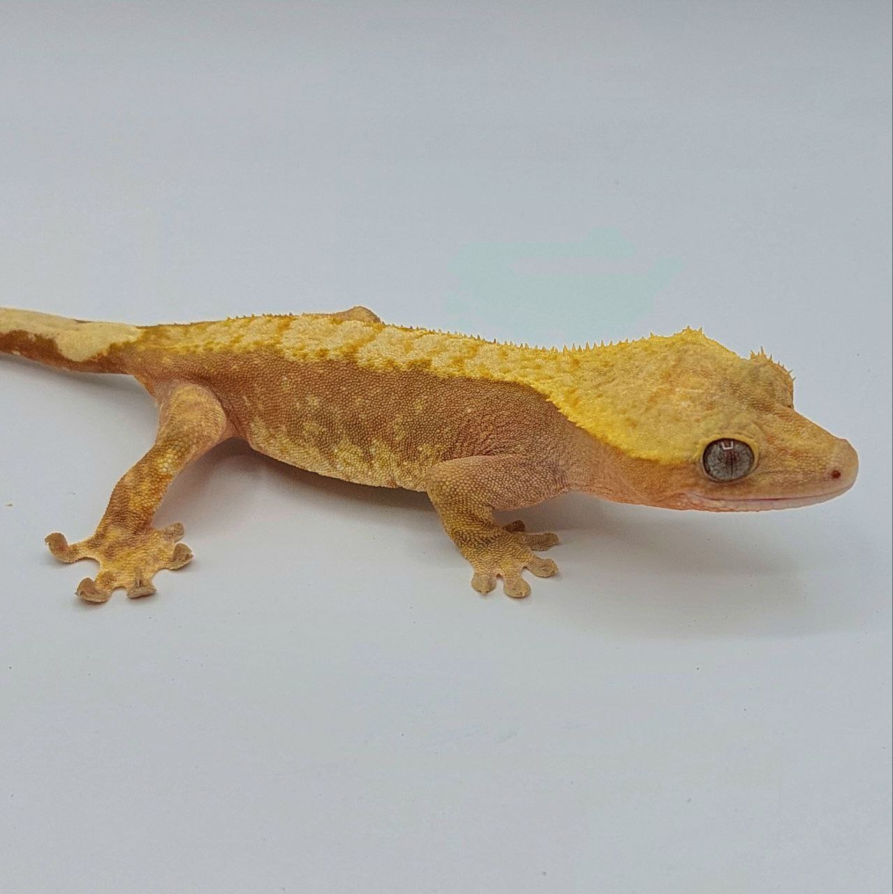 Gecko crestado – Correlophus ciliatus