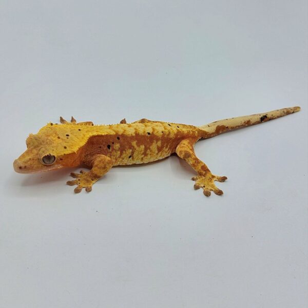 Gecko crestado – Correlophus ciliatus