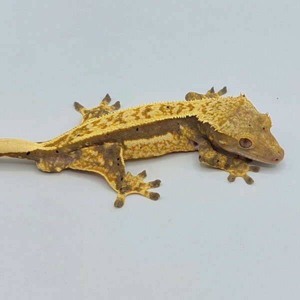 Gecko crestado – Correlophus ciliatus