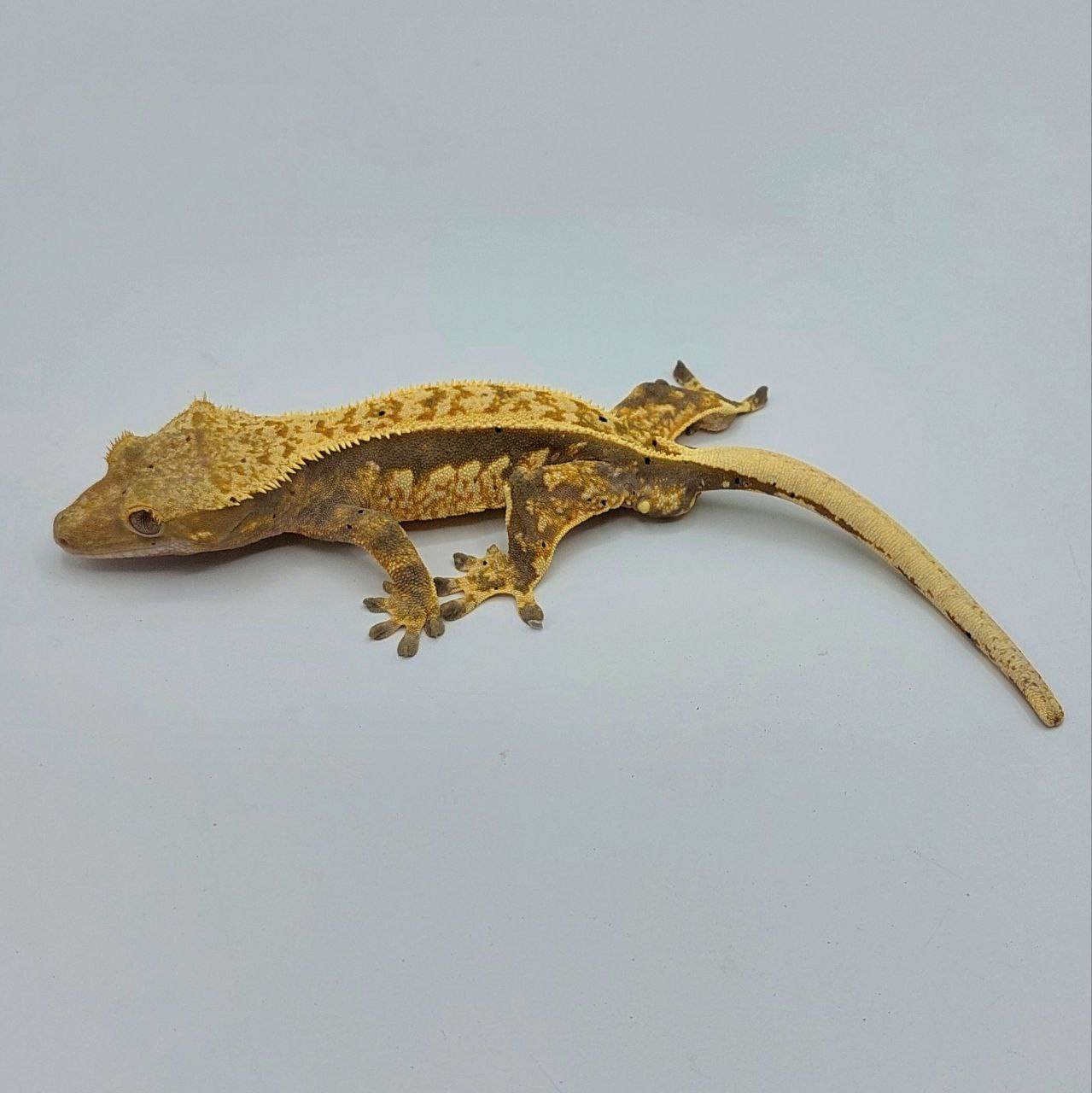 Gecko crestado – Correlophus ciliatus