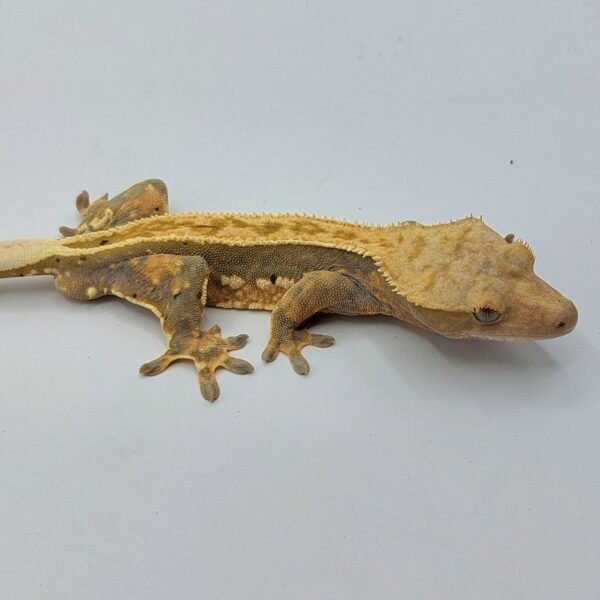 Gecko crestado – Correlophus ciliatus