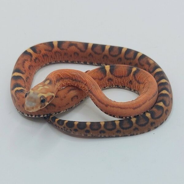 Serpiente del maíz – Pantherophis guttatus