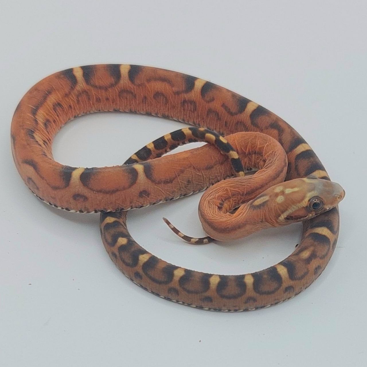 Serpiente del maíz – Pantherophis guttatus