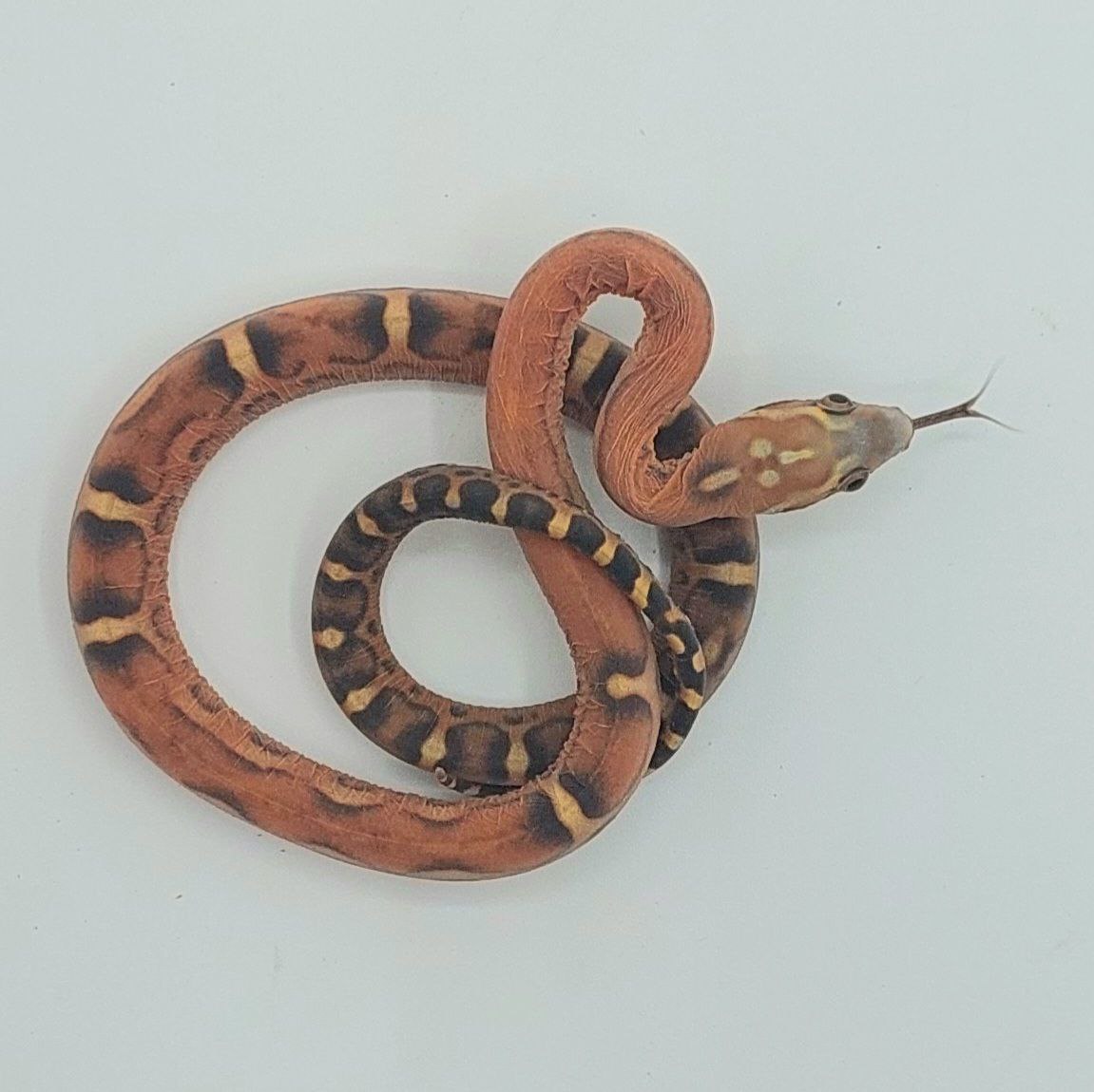 Serpiente del maíz – Pantherophis guttatus