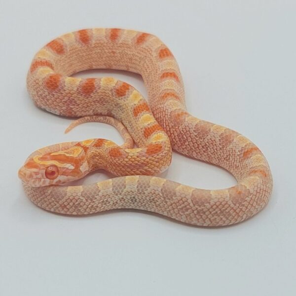 Serpiente del maíz – Pantherophis guttatus