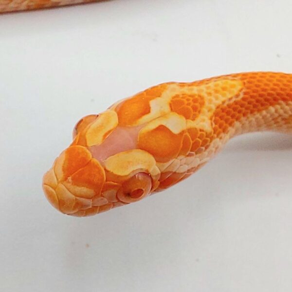 Serpiente del maíz – Pantherophis guttatus