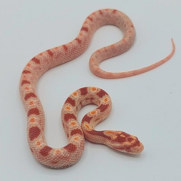 Serpiente del maíz – Pantherophis guttatus