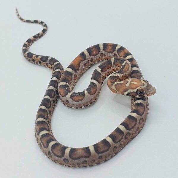 Serpiente del maíz – Pantherophis guttatus