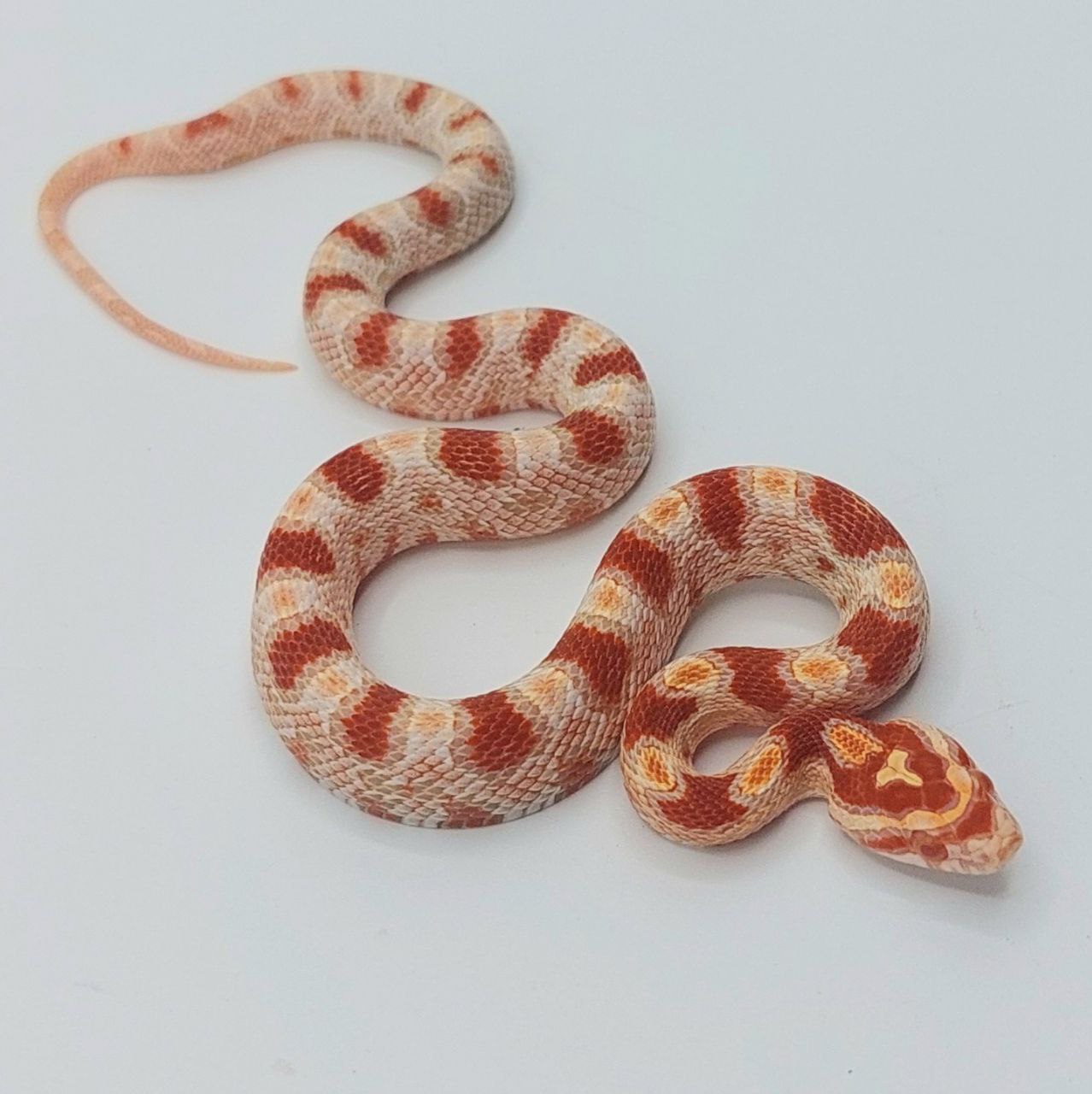 Serpiente del maíz – Pantherophis guttatus