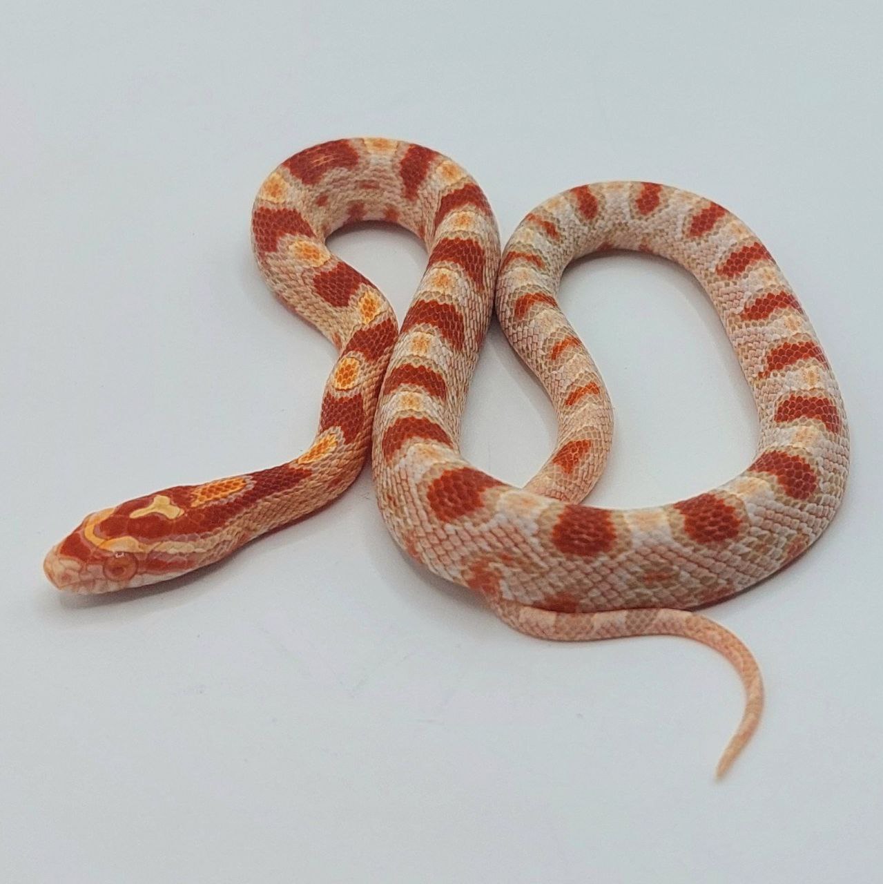 Serpiente del maíz – Pantherophis guttatus