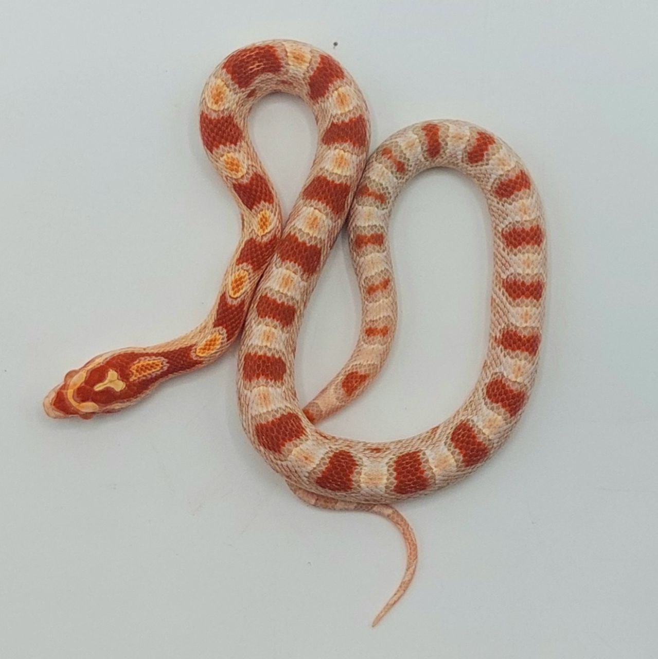Serpiente del maíz – Pantherophis guttatus