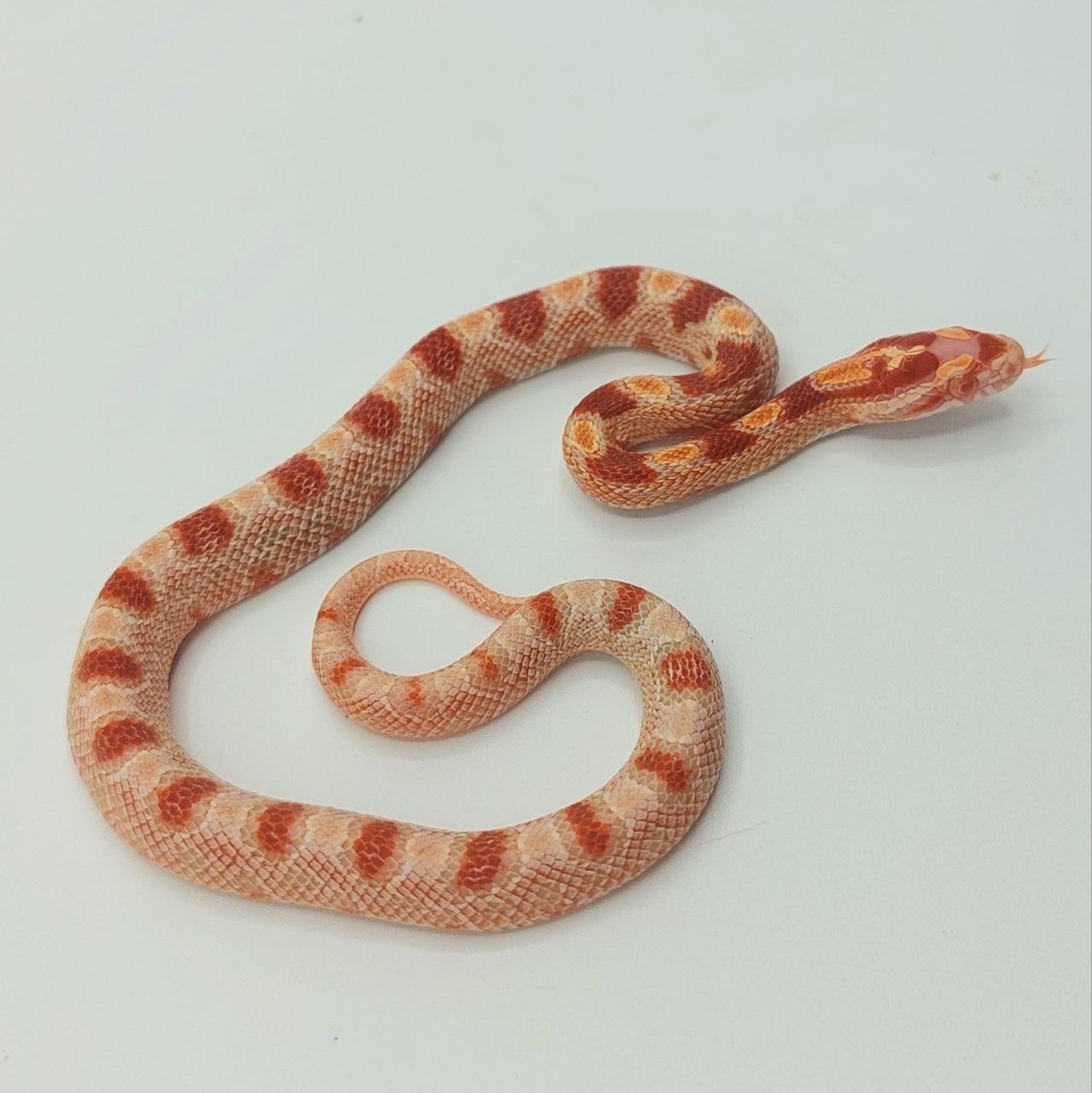 Serpiente del maíz – Pantherophis guttatus