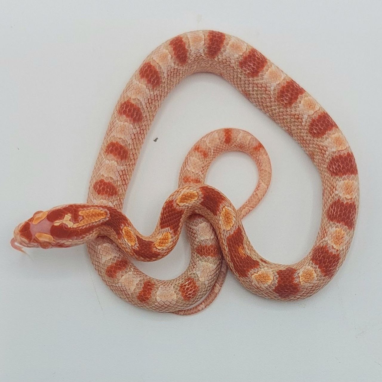 Serpiente del maíz – Pantherophis guttatus