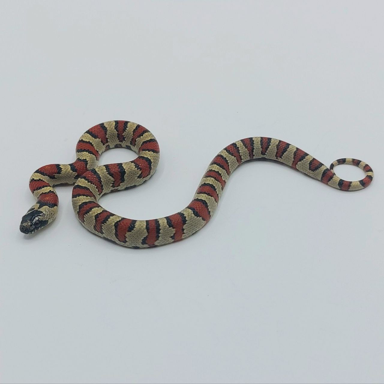 Serpiente falsa coral – Lampropeltis leonis x ruthveni