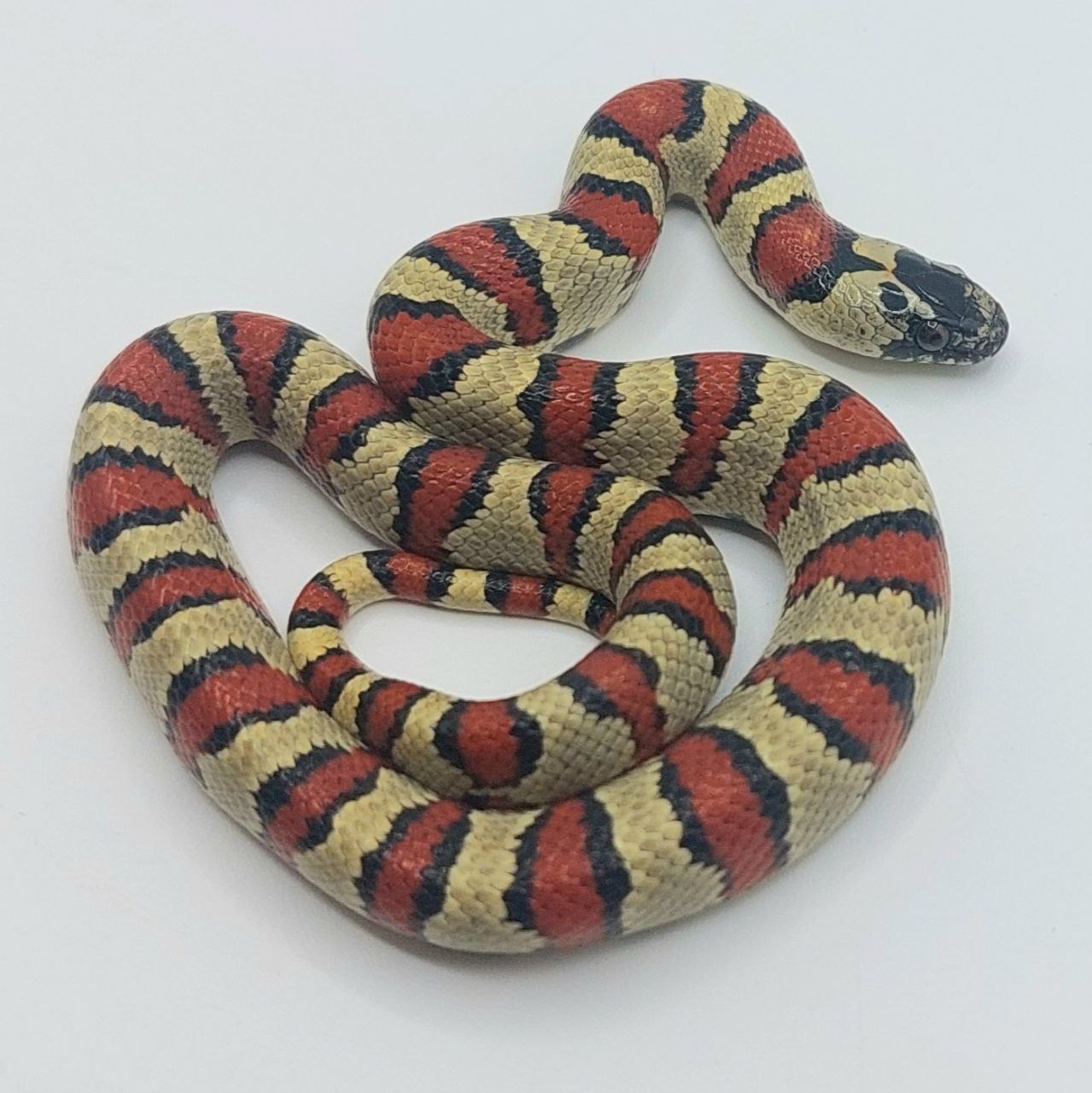 Serpiente falsa coral – Lampropeltis leonis x ruthveni