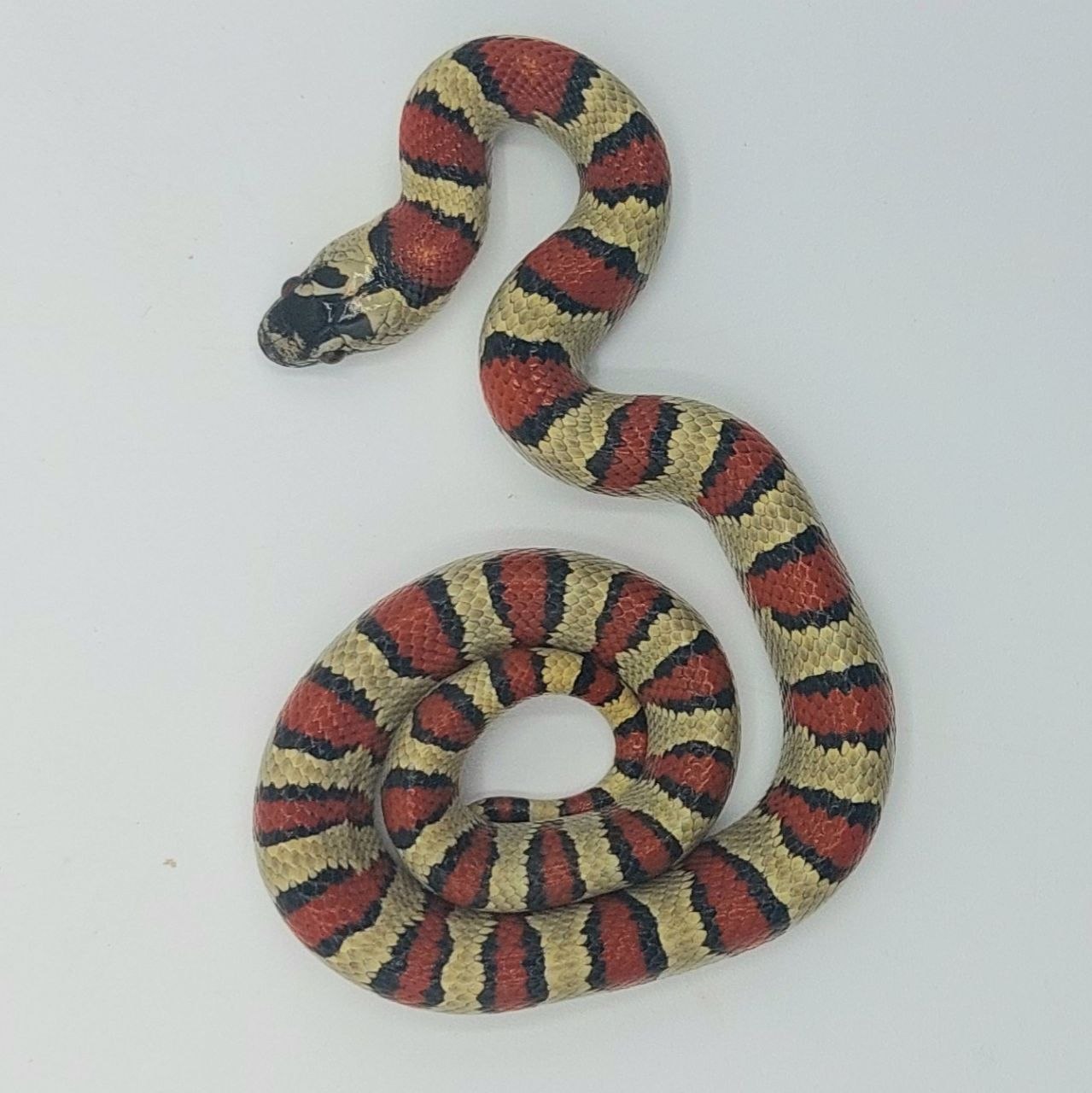 Serpiente falsa coral – Lampropeltis leonis x ruthveni