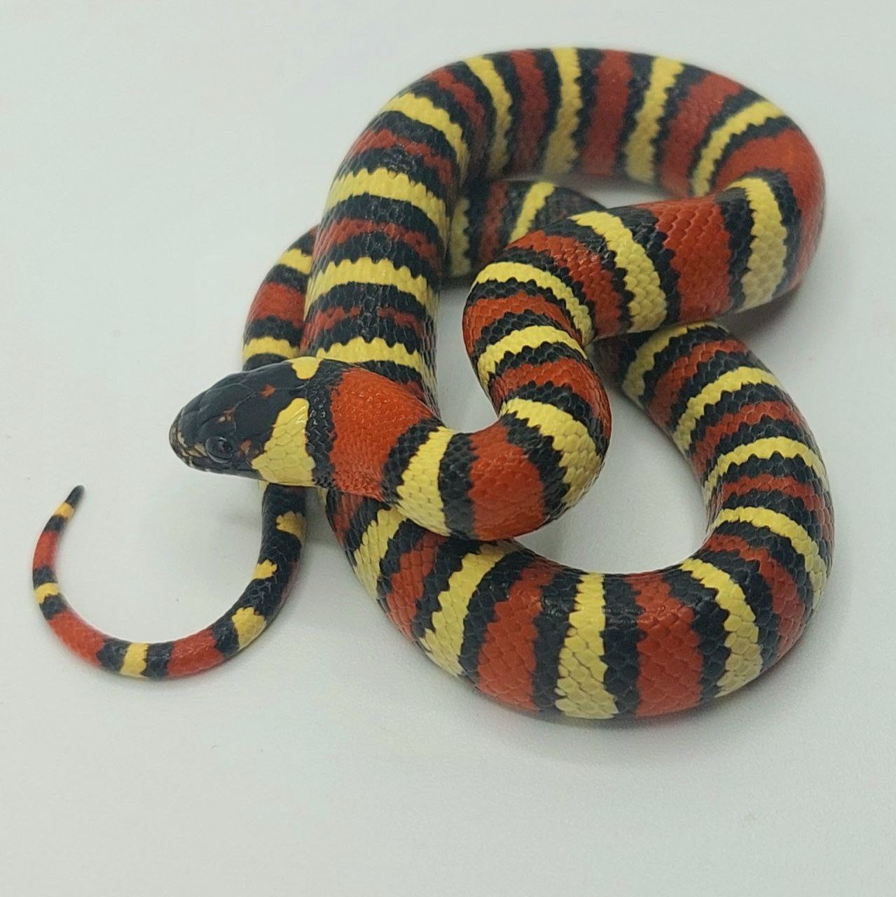 Serpiente falsa coral – Lampropeltis leonis x ruthveni