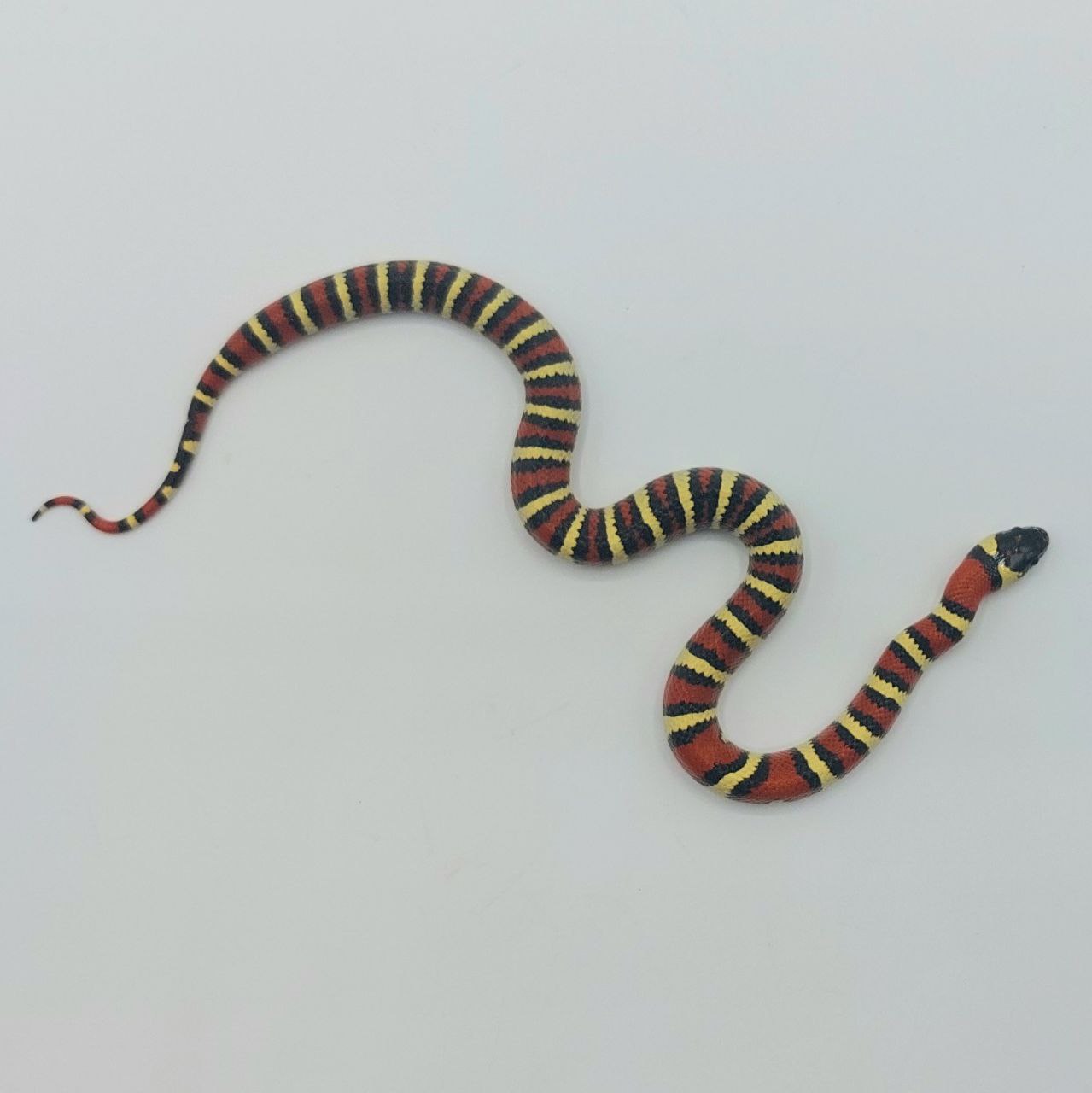 Serpiente falsa coral – Lampropeltis leonis x ruthveni