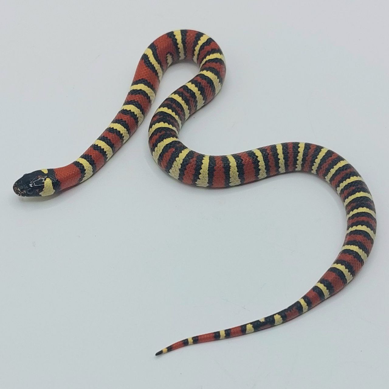 Serpiente falsa coral – Lampropeltis leonis x ruthveni