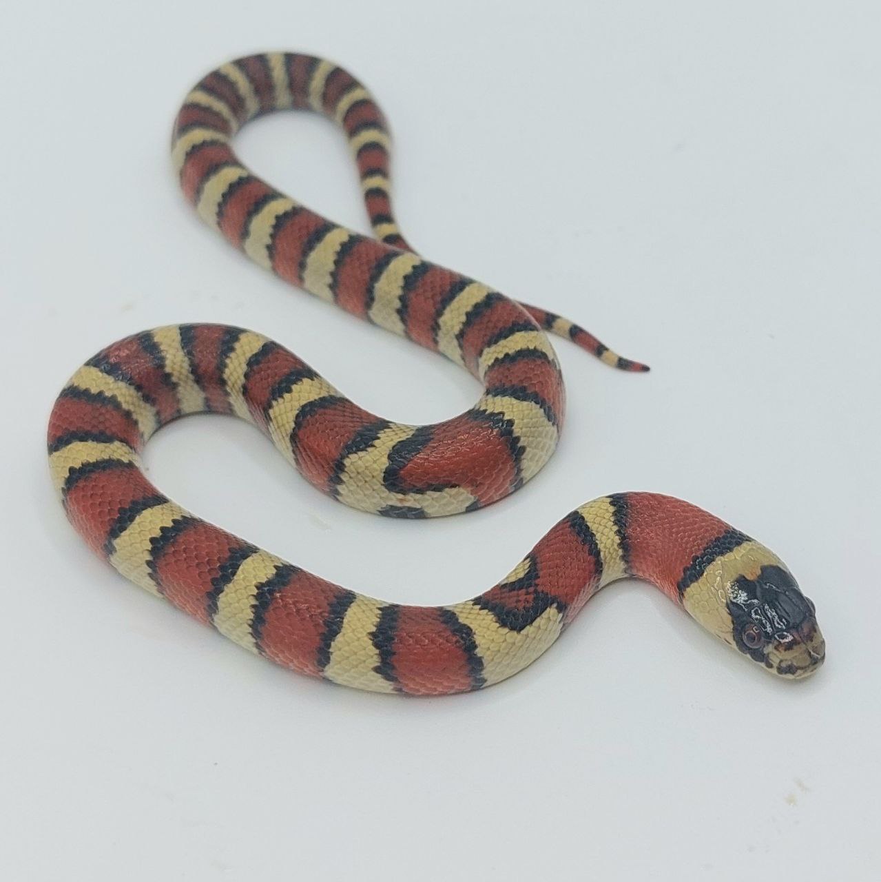 Serpiente falsa coral – Lampropeltis leonis x ruthveni