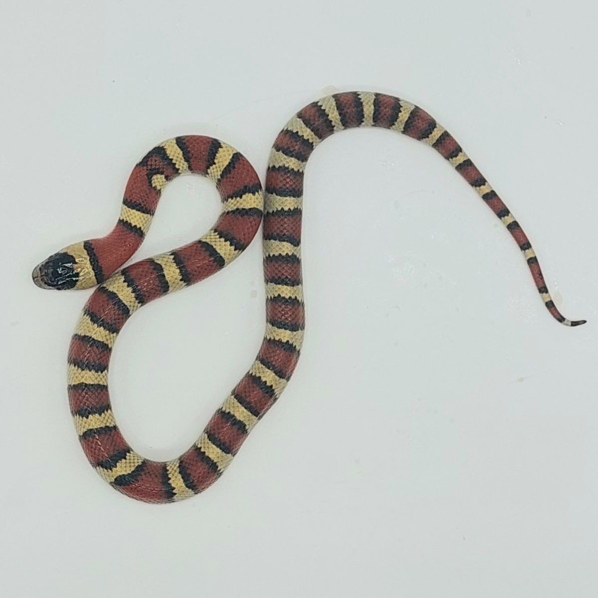 Serpiente falsa coral – Lampropeltis leonis x ruthveni