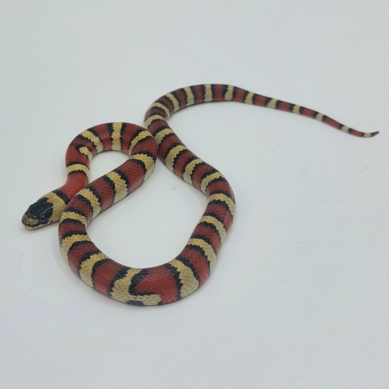 Serpiente falsa coral – Lampropeltis leonis x ruthveni