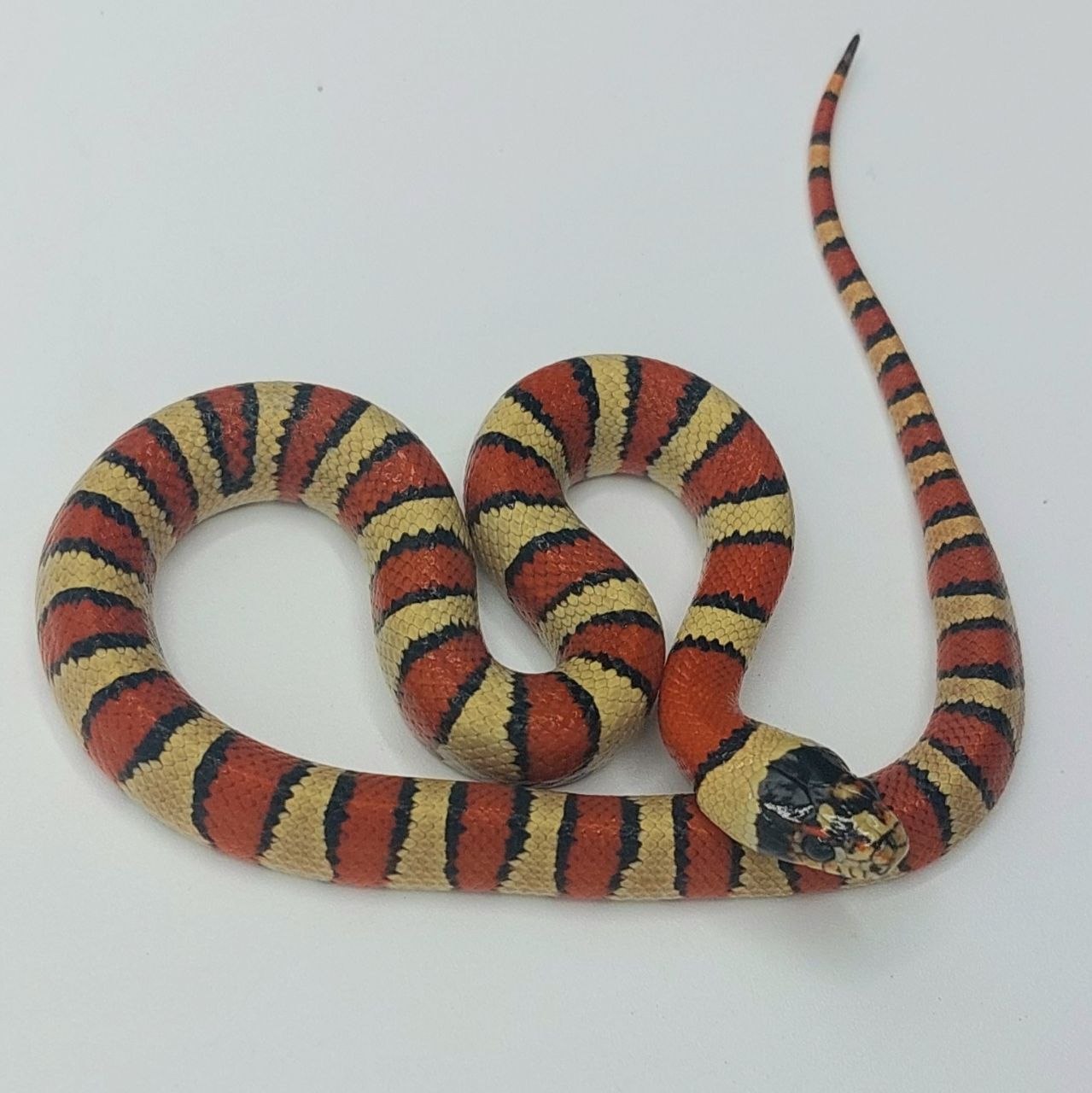 Serpiente falsa coral – Lampropeltis leonis x ruthveni