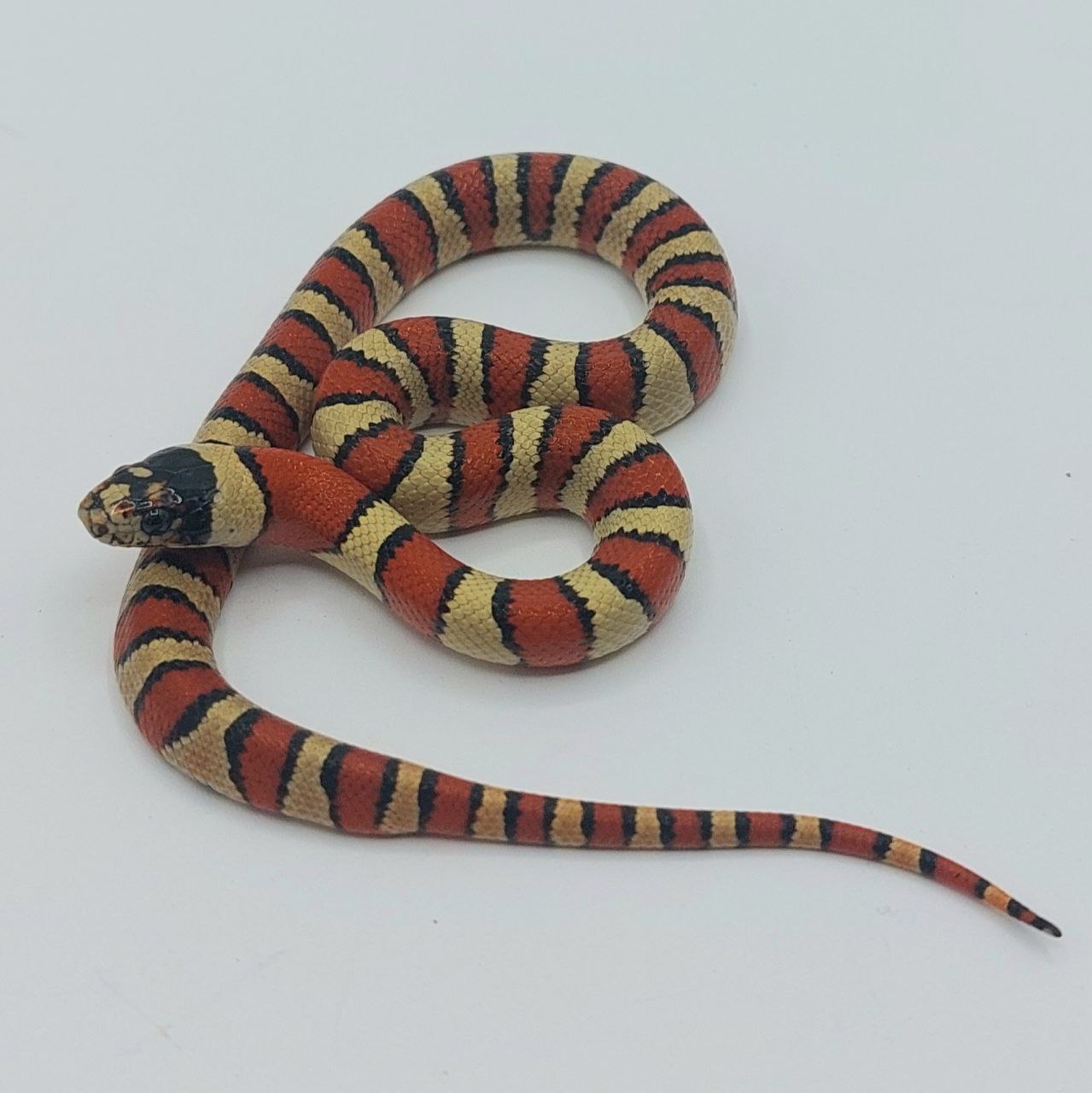 Serpiente falsa coral – Lampropeltis leonis x ruthveni