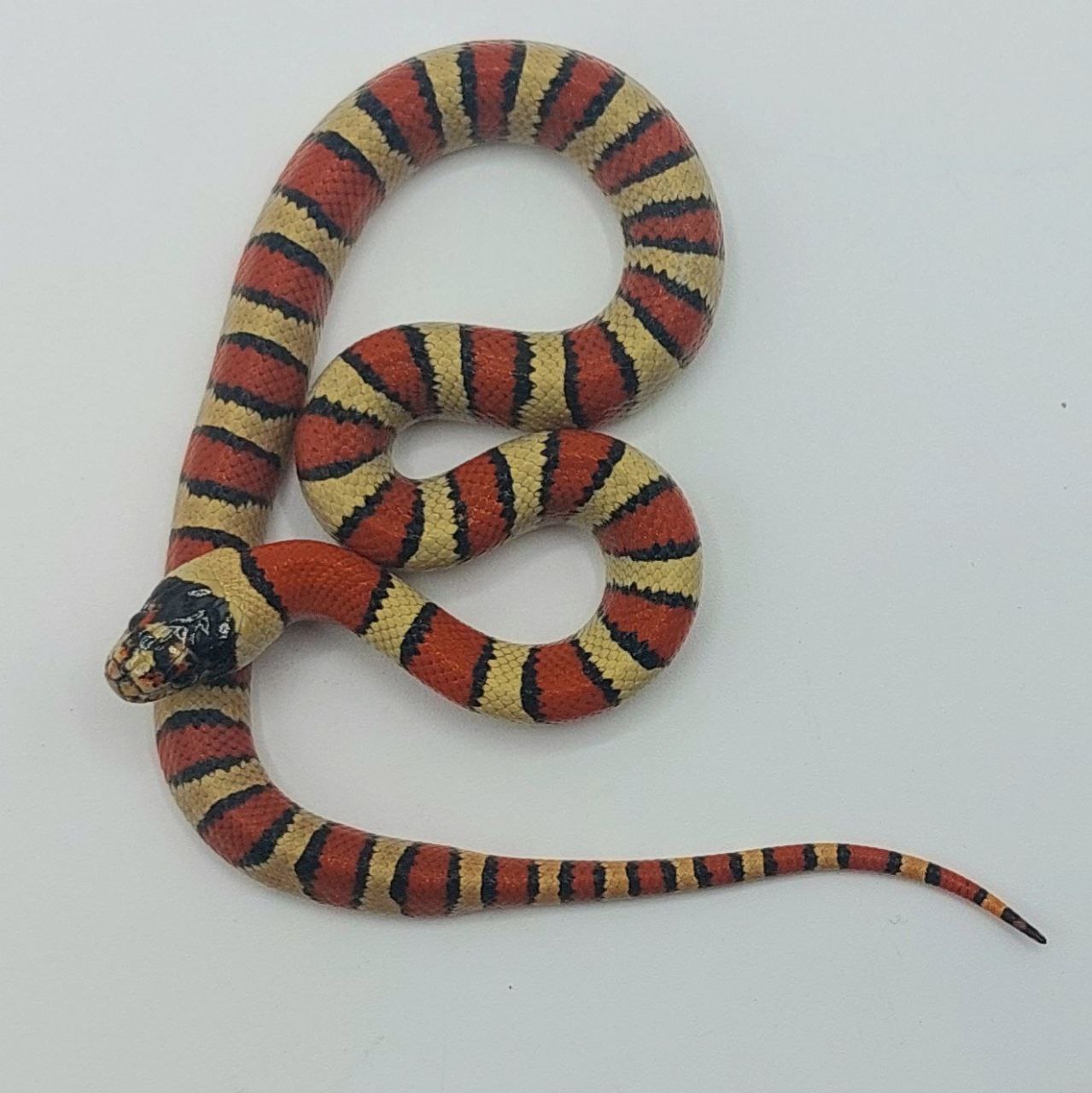 Serpiente falsa coral – Lampropeltis leonis x ruthveni
